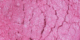 Sterling Zinnia Dust
